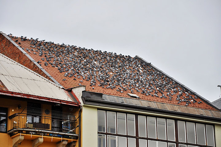 A2B Pest Control are able to install spikes to deter birds from roofs in Bedlington. 