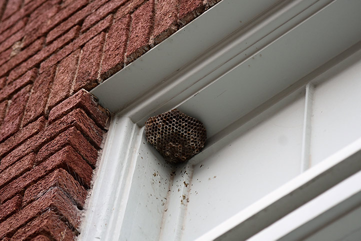 We provide a wasp nest removal service for domestic and commercial properties in Bedlington.